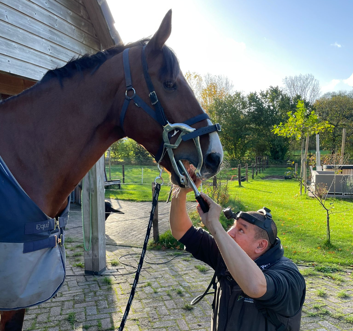 Paardentandarts Marnix Brandes onderzoekt het gebit van een paard