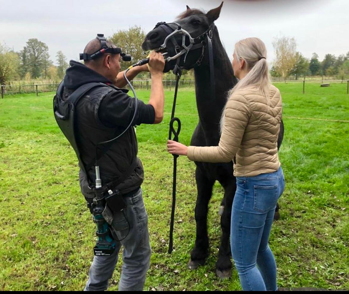 paardentandarts marnix die in alle rust buiten een paard behandeld
