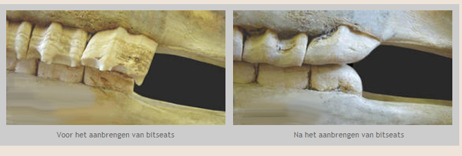 13 – “Bitseats bij paarden: een goed idee, of een onnodig risico?
