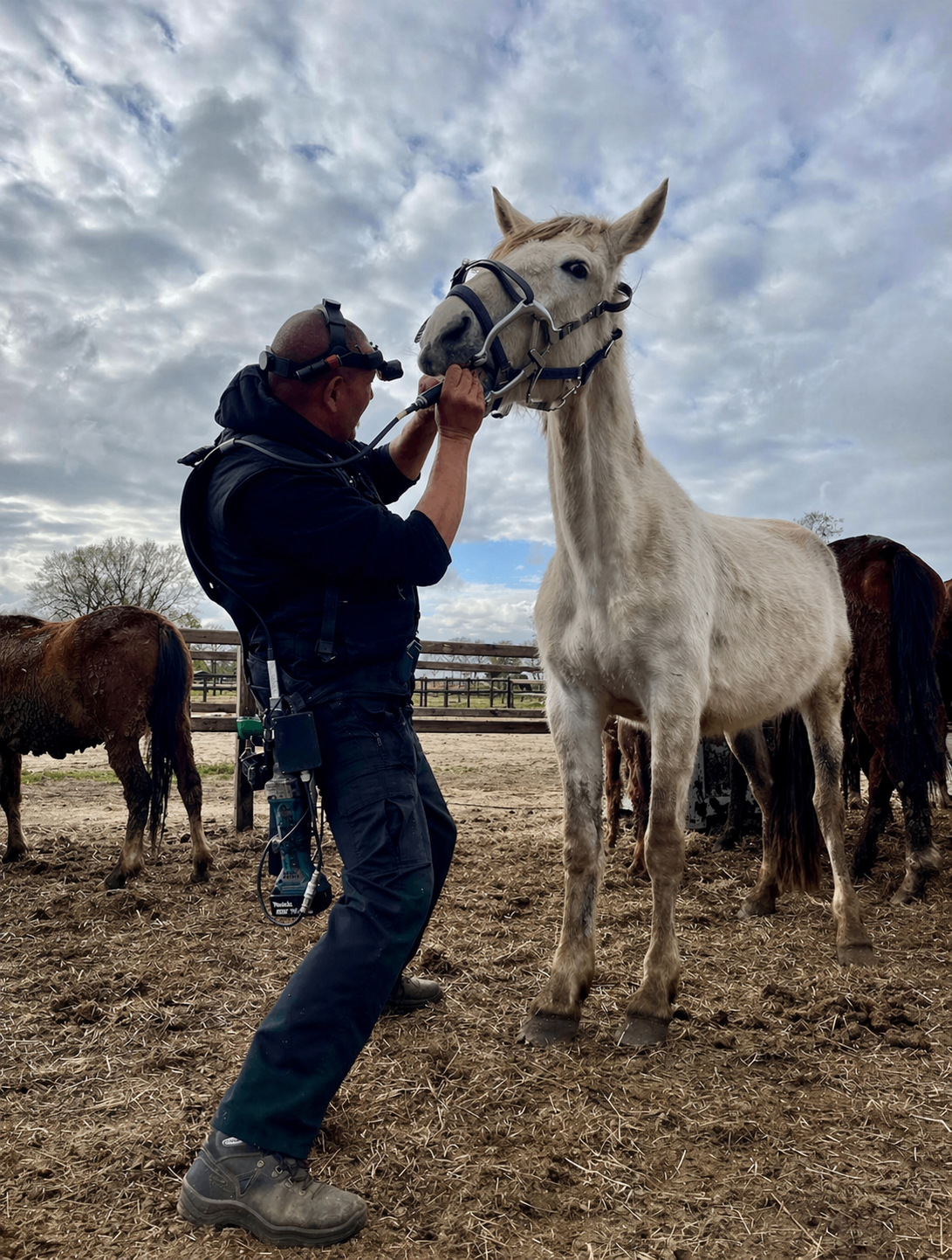 marnix brandes paardentandarts behandeld in het land in alle rust zonder sedatie een paard