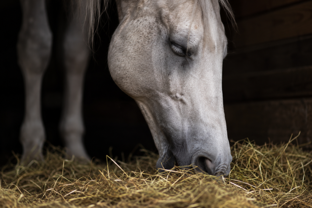 18 – Het paard klaagt nooit