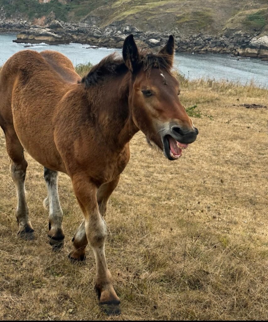 22. Hoe oud denk jij dat dit paard is?