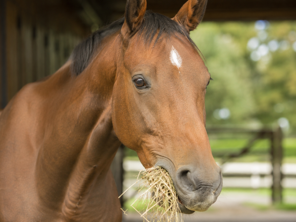 26. Een paard kauwt maar aan één kant tegelijk