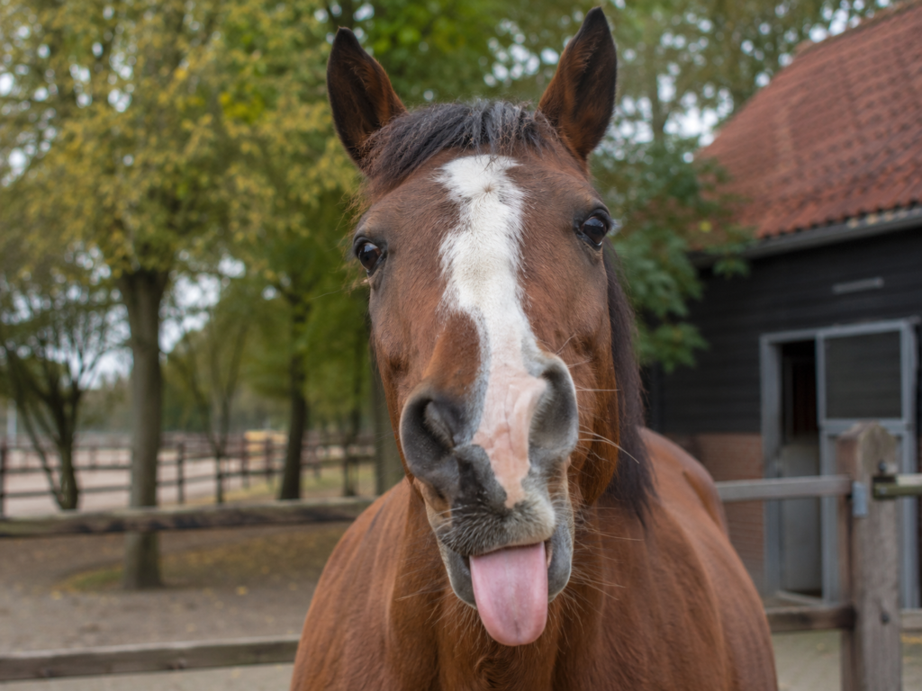 25. Wat de tong van een paard mij vertelt