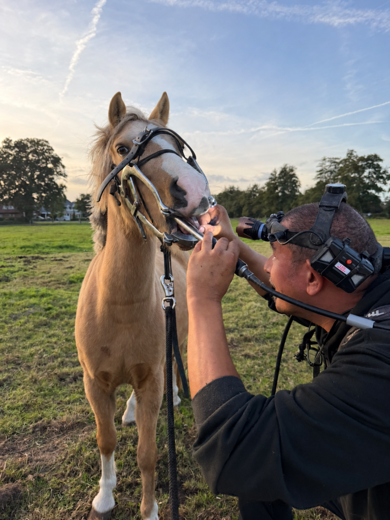 Paardentandarts Marnix behandelt rustig het gebit van een jong paard buiten