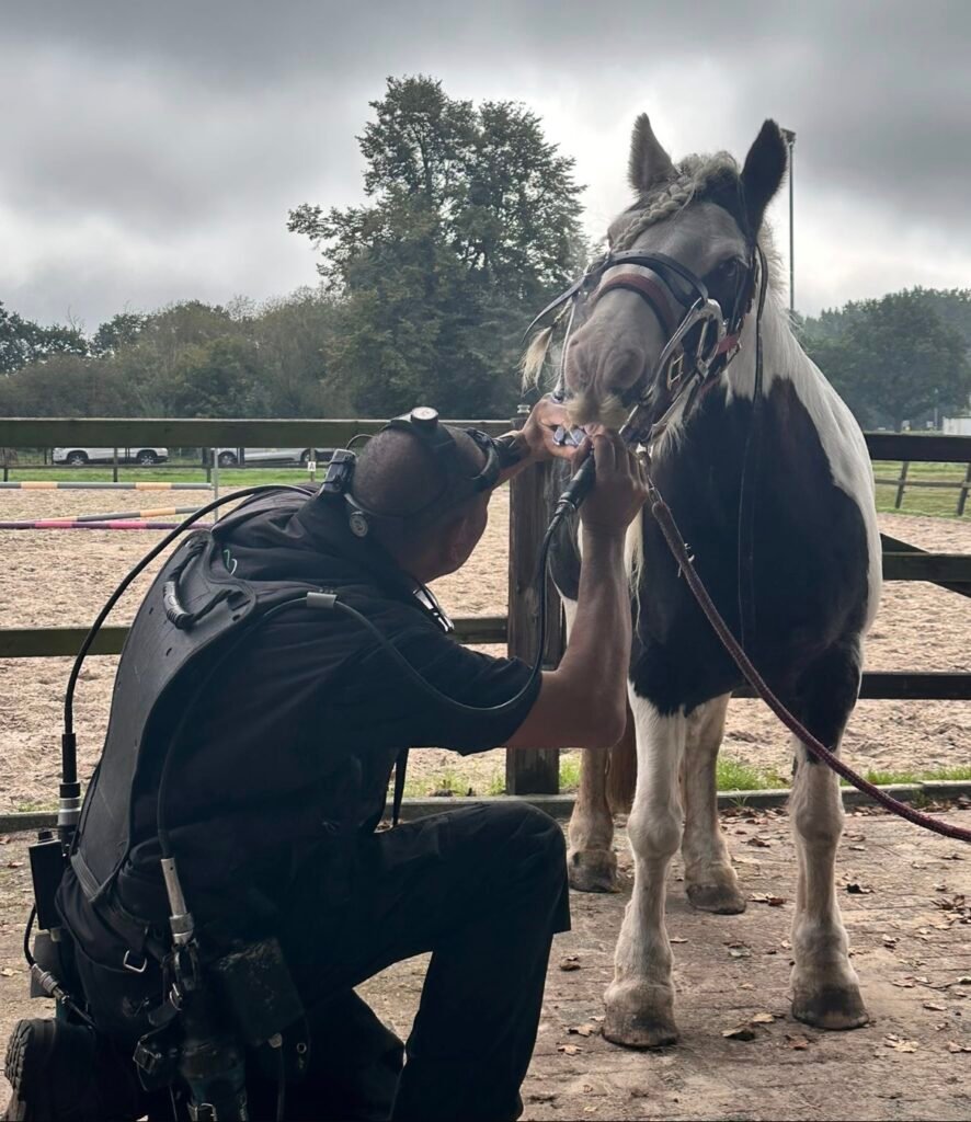Marnix Brandes behandelt buiten op één knie het gebit van Tink, een zwartbonte Tinkermerrie met een halster en losse lijn.