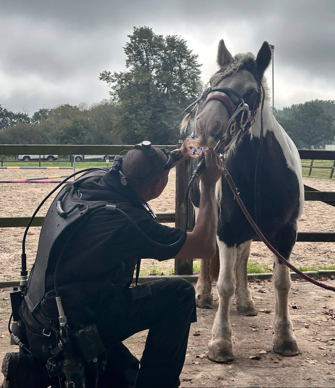Marnix Brandes behandelt buiten op één knie het gebit van Tink, een zwartbonte Tinkermerrie met een halster en losse lijn.