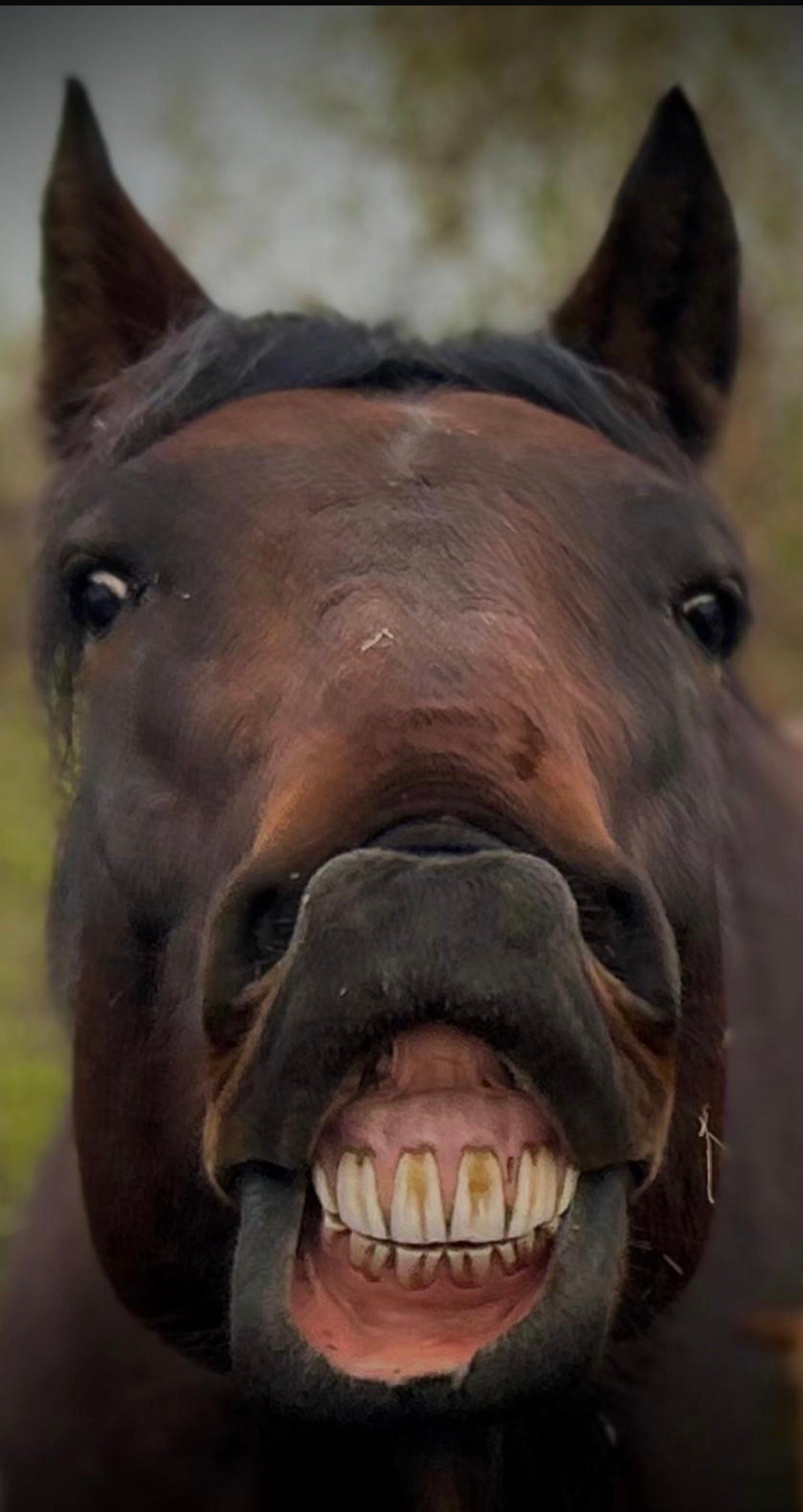 Bruin paard van voren met opgetrokken bovenlip en zichtbare snijtanden