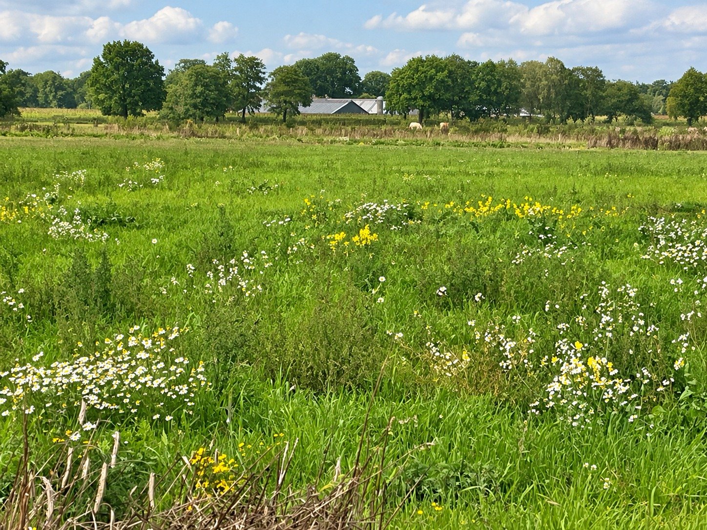 Overzicht van een groene wei met witte en gele bloemen en bomen onder een lichte, blauwe lucht.