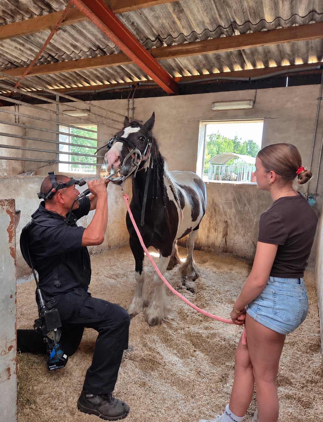 Marnix behandelt het gebit van pony Rosa terwijl haar eigenaar meekijkt