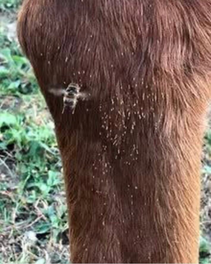 Kleine gele horzeleieren vastgeplakt aan de bruine haren van een ezelbeen.
