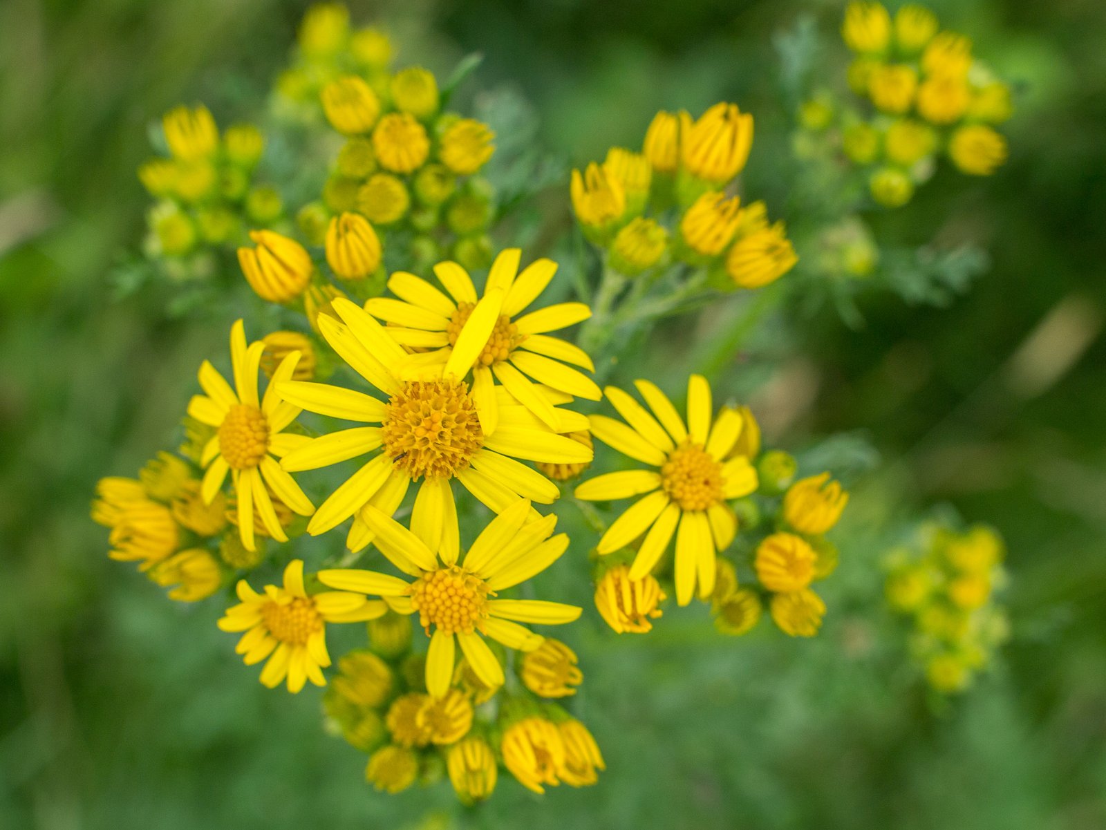 Bloeiend jakobskruiskruid met gele bloemhoofdjes tussen het gras.