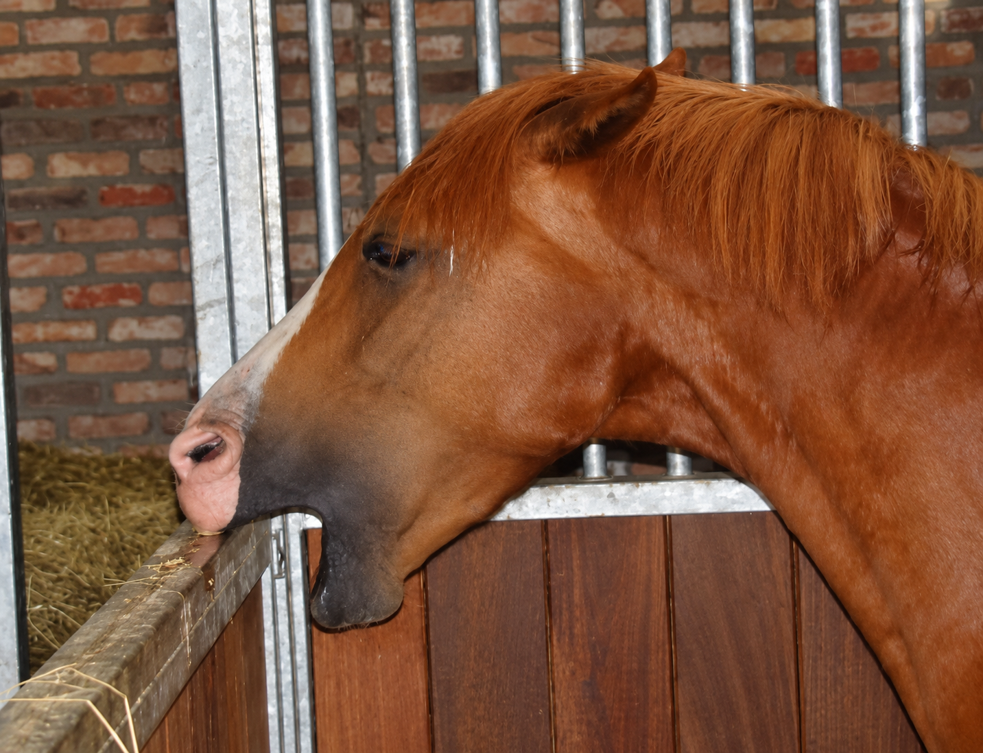 kribbenbijten paard snijtanden