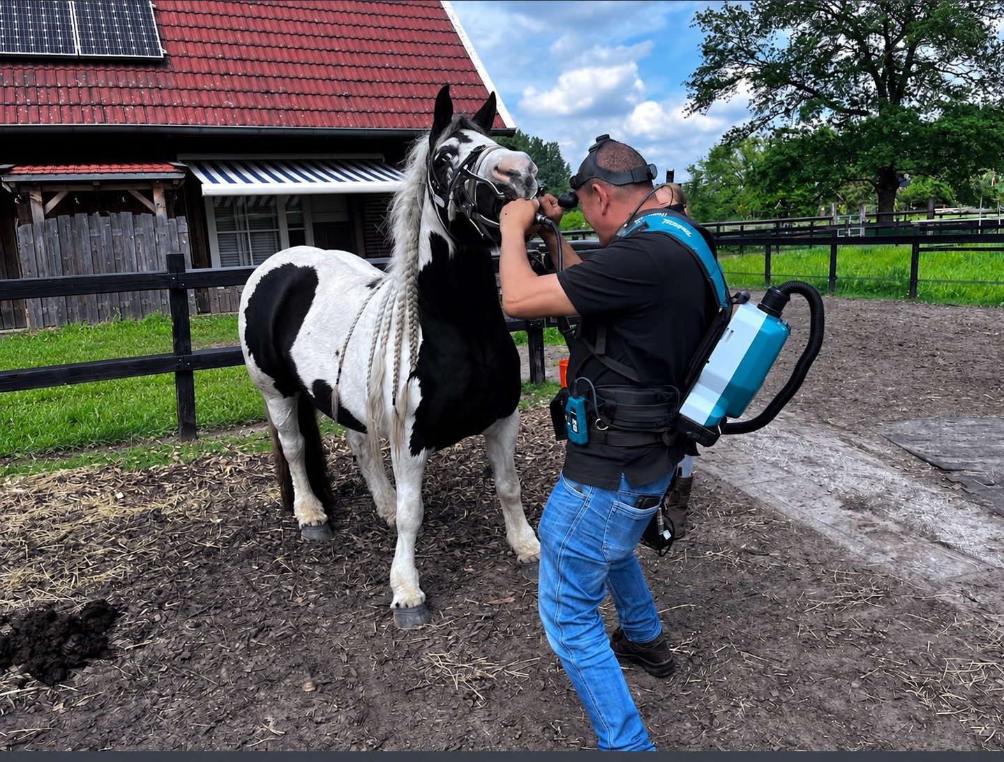 Marnix Brandes behandelt buiten het gebit van een zwart-wit paard met een draagbare stofzuiger op zijn rug.