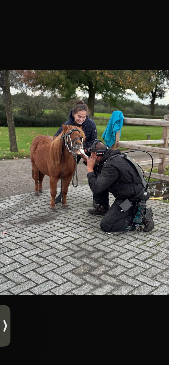 Marnix Brandes zit op zijn knieën naast een kleine pony tijdens de gebitsbehandeling, met de eigenaar dichtbij.