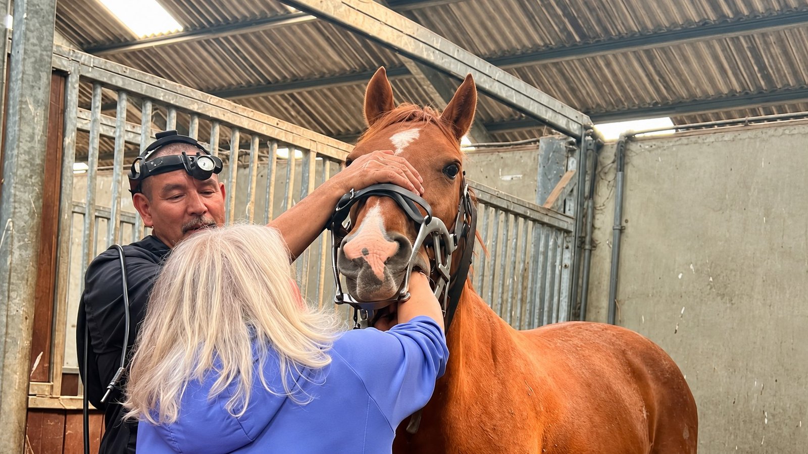 Een eigenaar voelt onder begeleiding van paardentandarts Marnix Brandes aan de kiezen van haar paard.