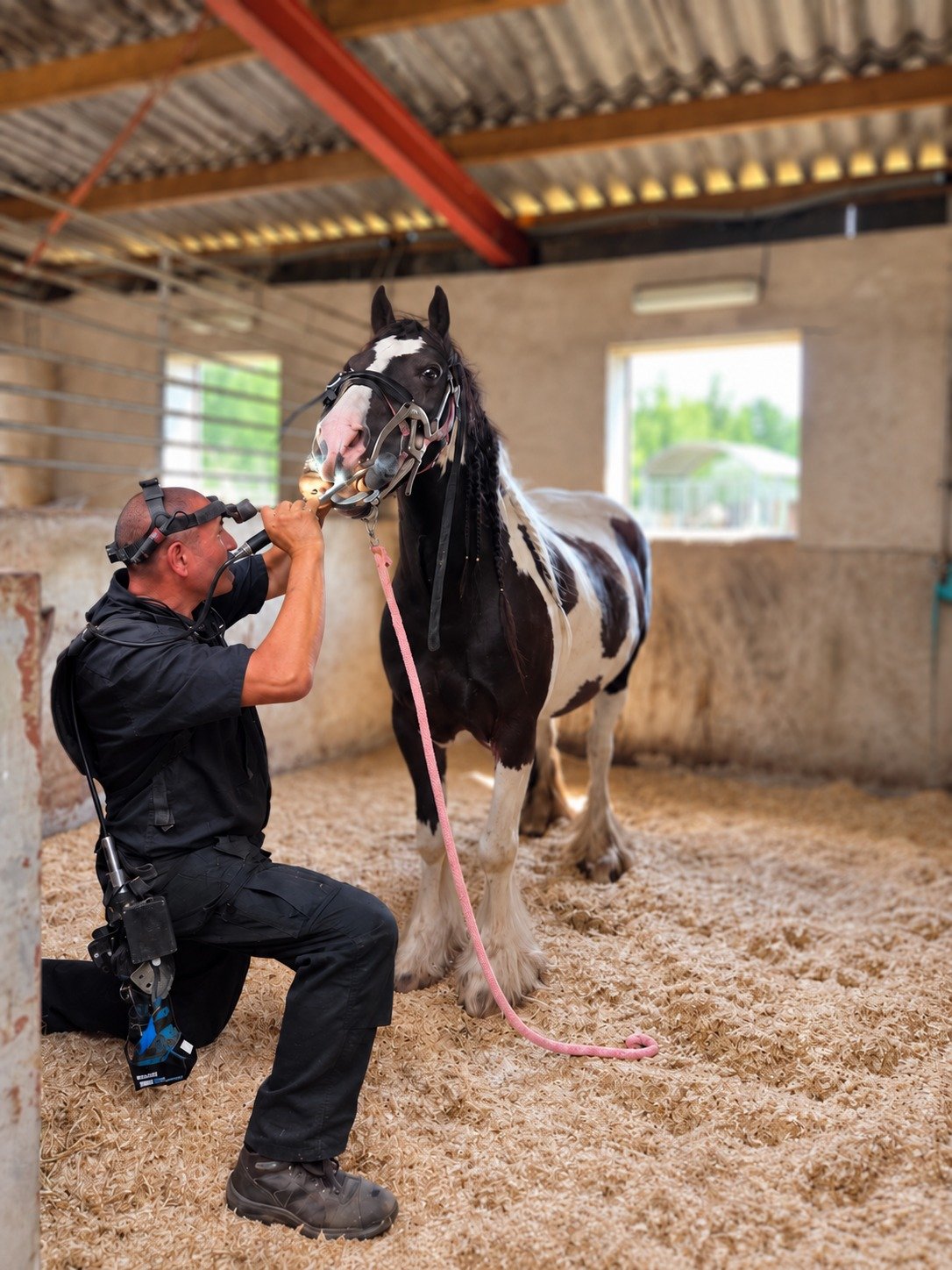 Marnix Brandes behandelt het gebit van een zwart-wit paard in de stal.