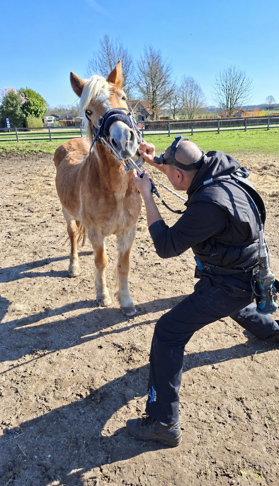 Paardentandarts Marnix Brandes behandelt op één knie buiten het gebit van een lichtbruin paard.