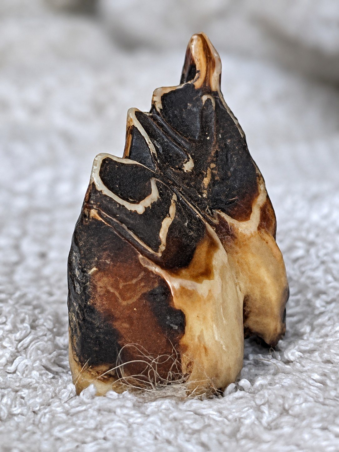 Close-up van een verwijderde melkdop met onregelmatige randen en uitstekende punten op een lichte handdoek.