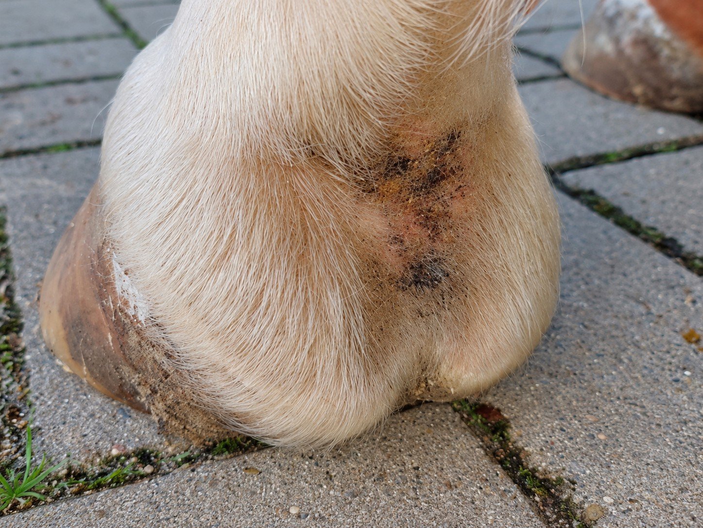 Close-up van een witte paardenkootholte met bruine korstjes boven de hoef.