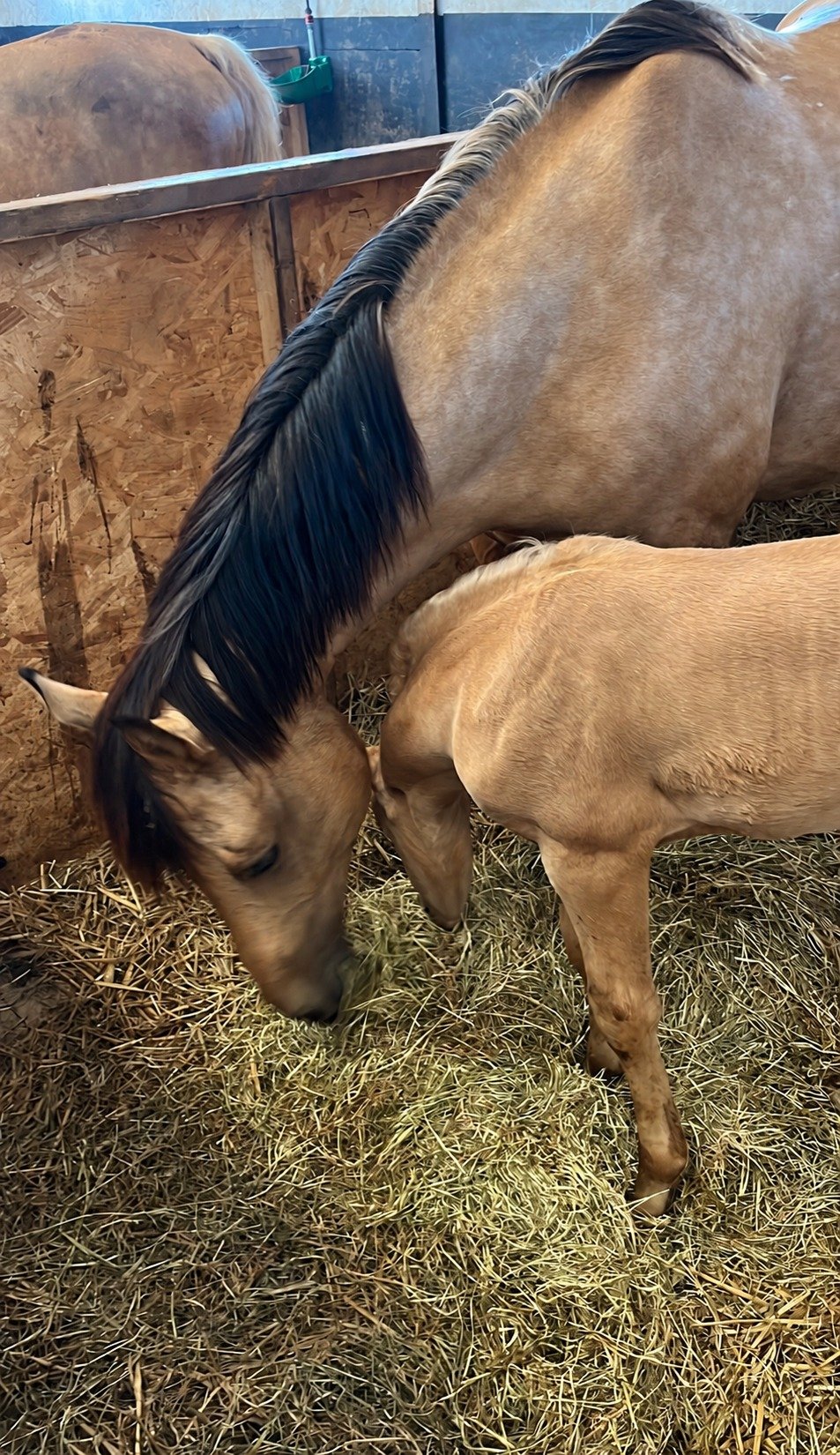 Een paard en een kleiner paard eten samen hooi van de grond in de stal.