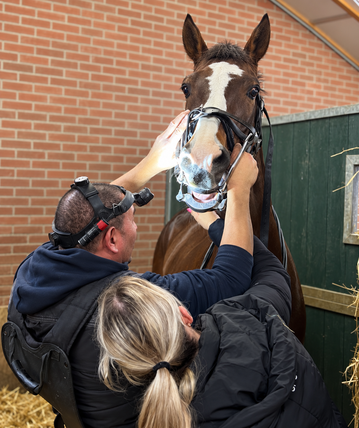 Marnix Brandes onderzoekt de mond van een bruin paard terwijl de eigenaar van dichtbij meekijkt.